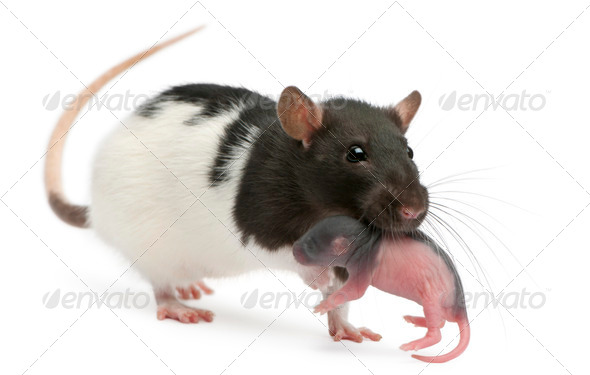 Mother rat carrying her baby in her mouth, 5 days old, in front of white background - Stock Photo - Images