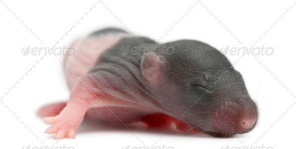 Baby rat, 5 days old, in front of white background - Stock Photo - Images