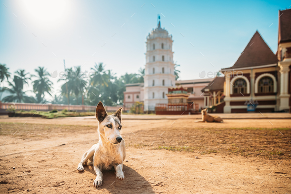 Kavlem, Phonda, Goa, India. Dog Resting Near Shree Shantadurga Mandir, Kavlem Temple. Famous