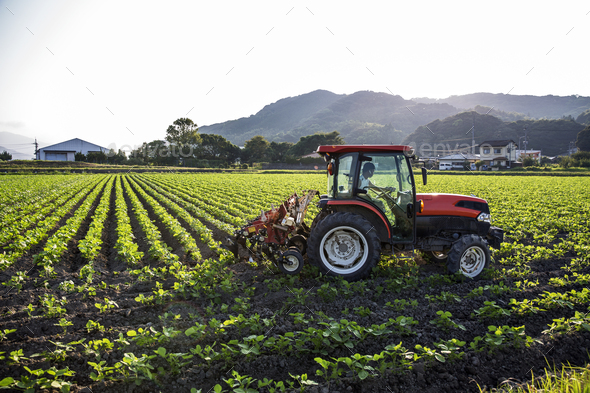 Japanese farmer driving red tractor through a field of soy bean plants.