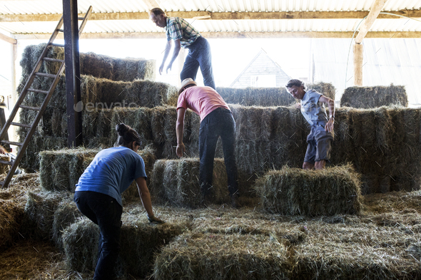 Stacking hay bales a farm skill with do's and don'ts