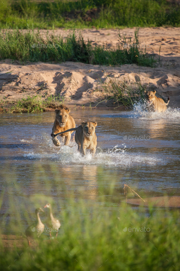 A pride of lions, Panthera leo, run through a river