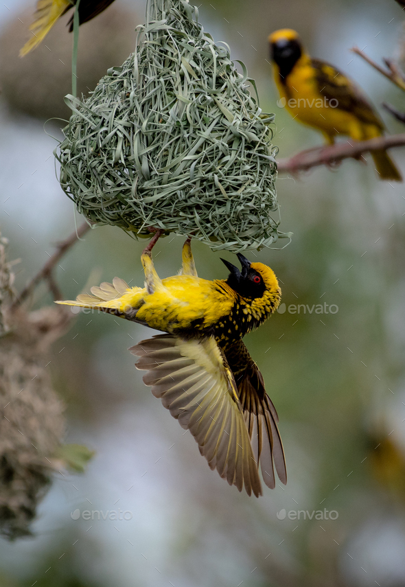 A Village Weaver Bird Ploceus Cucullatus Hangs Upside Down On Its Nest Wings Spread Stock Photo By Mint Images,Bordelaise Sauce Taste