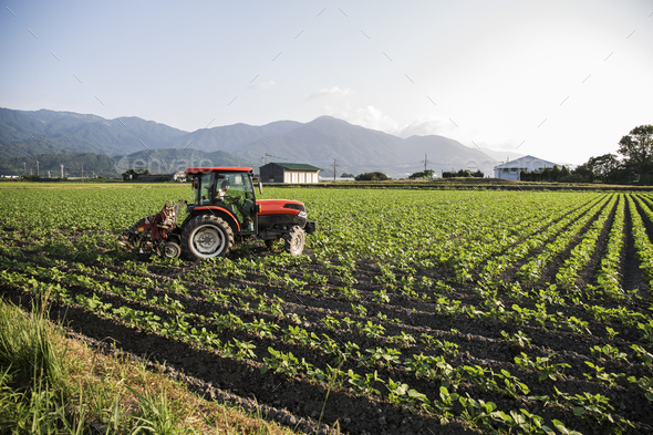 Japanese farmer driving red tractor through a field of soy bean plants.