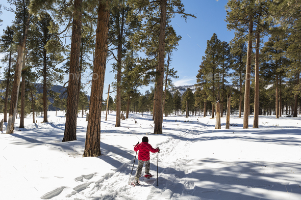 Rear view of young boy in a red jacket snow shoeing on a trail through trees.