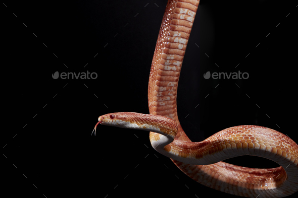 Portrait of Corn snake (Pantherophis guttatus) hanging against black background