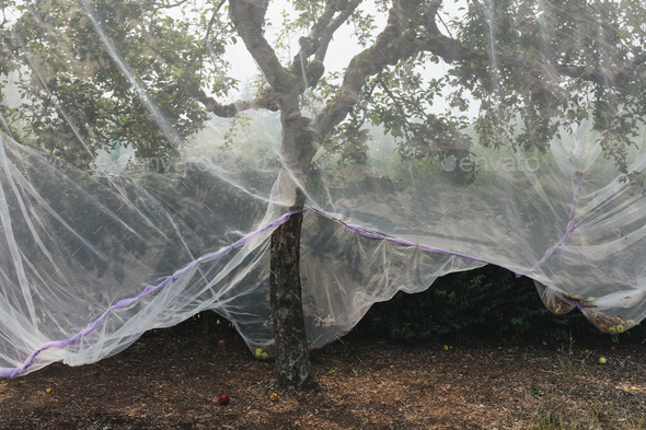 Protective mesh fabric covering apple trees in fruit in summer, pesticide free crop protection