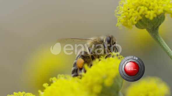 Macro shot of a bee that collecting honey