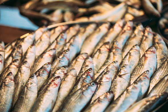 Fresh Sprat Fish On Display On Ice On Market Store Shop. Seafood Fish  Background Stock Photo by Great_bru