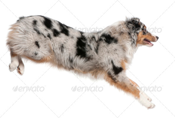 Australian Shepherd dog jumping, 7 months old, in front of white background - Stock Photo - Images