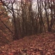 Mysterious Autumn Forest 2 - VideoHive Item for Sale
