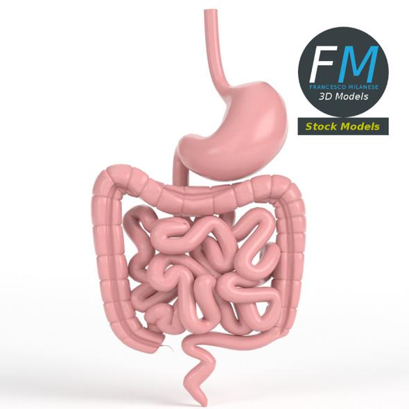 Anatomy human gastrointestinal - 3Docean 17102269