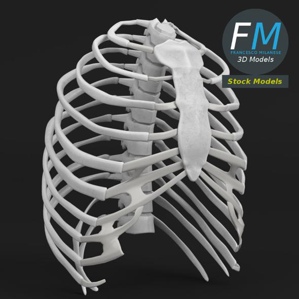 Anatomy human rib - 3Docean 20284198