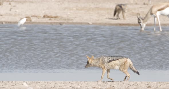 Jackal Running and Walking