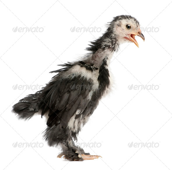 The Pekin is a breed of bantam chicken, 30 days old, in front of a white background, studio shot - Stock Photo - Images
