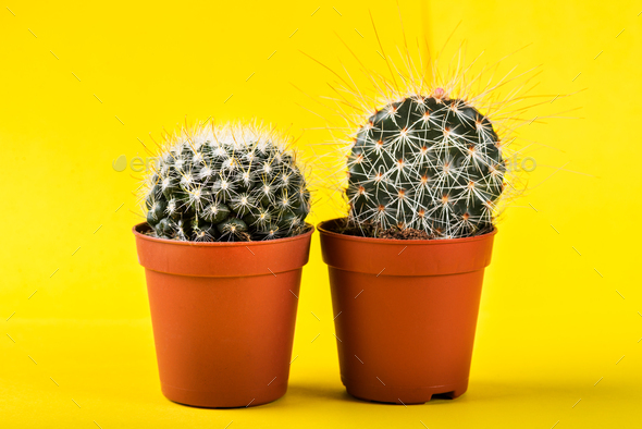 Tiny Cactus in the Pot on Bright Neon Background. Saturated Imag Stock  Photo by Manuta