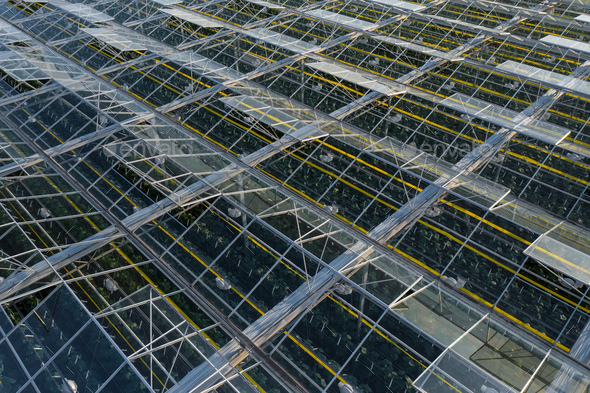 Indoor farming. Aerial top view of glass greenhouse plant