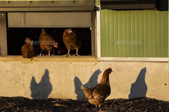 Free range chickens by a hen house, in the early morning, casting shadows on a wall.