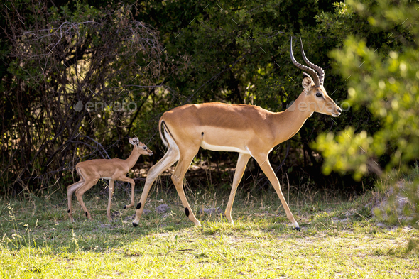 An impala and young calf, Aepyceros melampus on the edge of woodland. - Stock Photo - Images