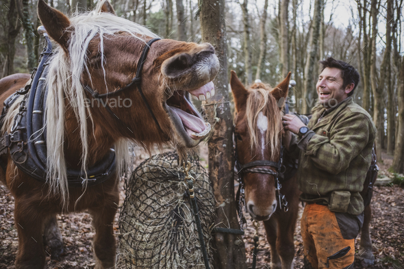 Logger standing in a forest camp with two of his work horses, laughing while one horse is neighing.