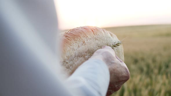Wrinkled Male Hands Hold a Loaf of Bread with Wheatear at Camera on Field alt