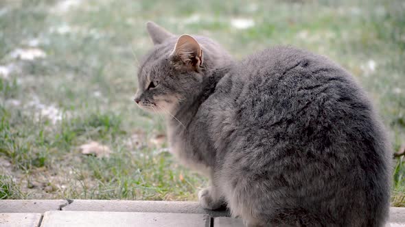 An adult gray female cat with a lovely winter fur sitting on a backyard pavement and looking on the alt