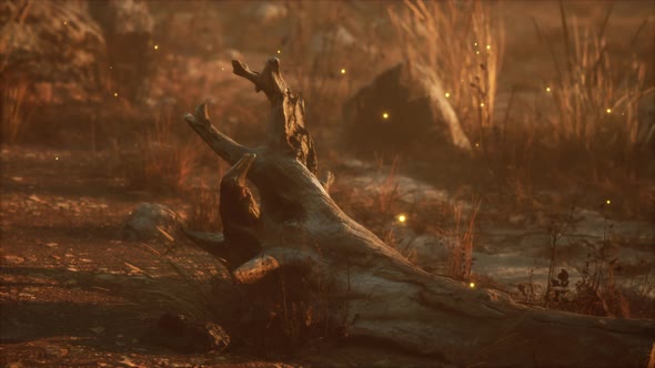 Dry Landscape with Grass Stones and Fireflies alt