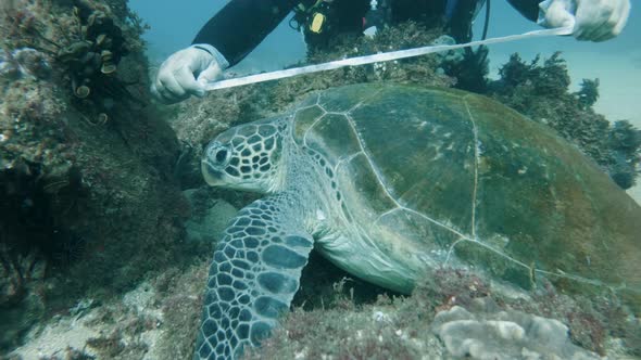 A marine researcher performs scientific tasks on a sea turtle while underwater scuba diving alt