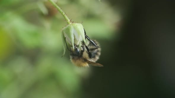 Hairy english bumblebee feeding on a flower and flying away slow motion alt