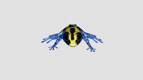 Jumping Frog - II - Poison Dart - Yellow Black Blue - Front View