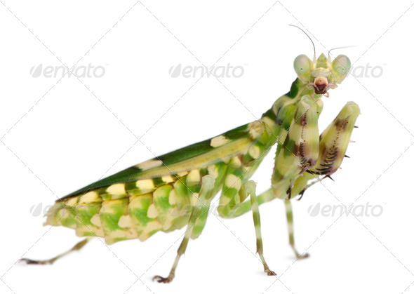 Female Banded Flower Mantis or Asian Boxer Mantis, Theopropus elegans, in front of white background - Stock Photo - Images