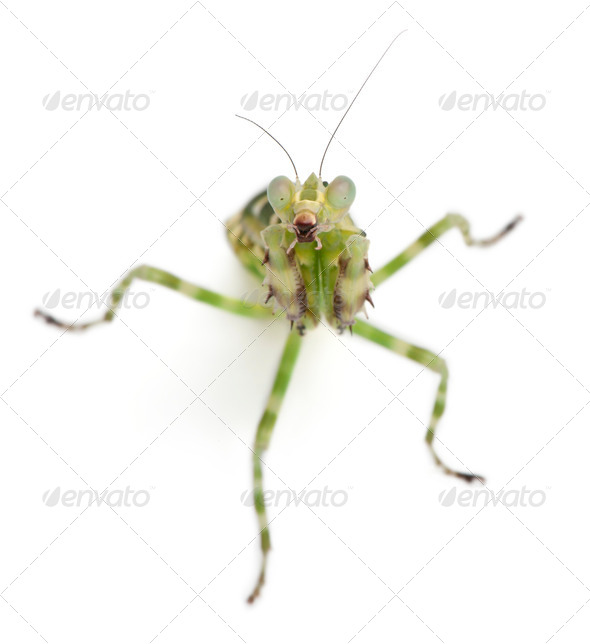 Female Banded Flower Mantis or Asian Boxer Mantis, Theopropus elegans, in front of white background - Stock Photo - Images