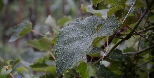 Vine Leaf In The Rain