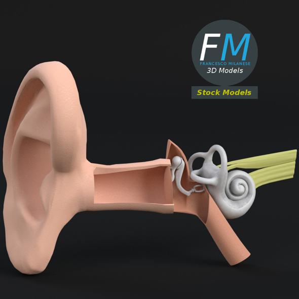 Anatomy human ear - 3Docean 17097838