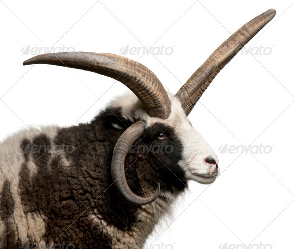 Multi-horned Jacob Ram, Ovis aries, in front of white background - Stock Photo - Images