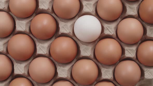 Chicken Brown Fresh Raw Eggs In An Egg Container And One White Duck Egg alt