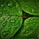 farghlyehab26