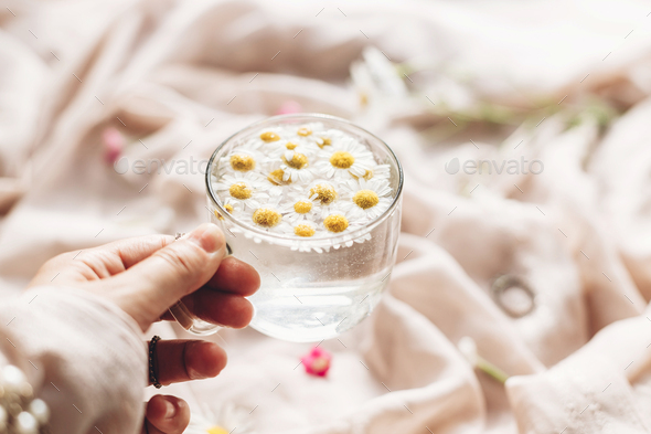 Hand holding glass cup with daisy flowers in water on background of soft beige fabric - Stock Photo - Images