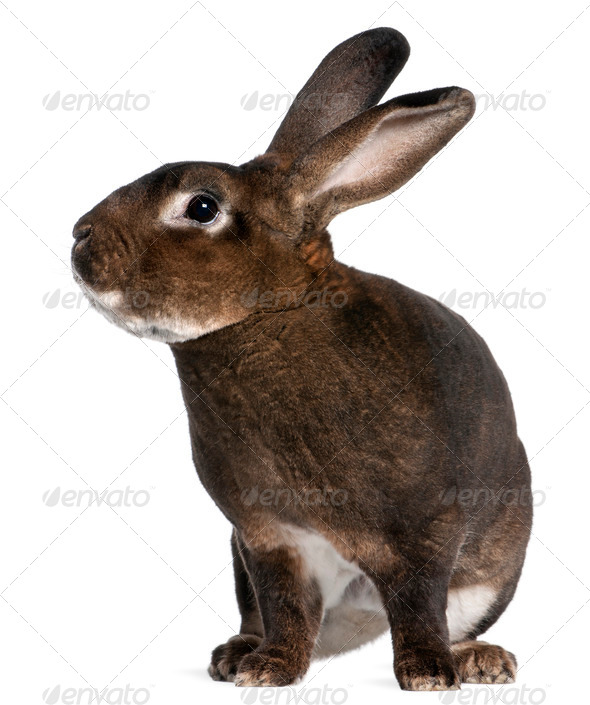 Castor Rex rabbit in front of white background - Stock Photo - Images