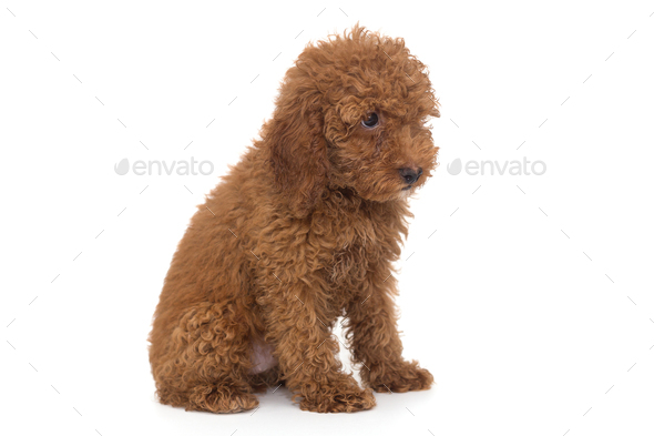 Puppy poodle chocolate color - Stock Photo - Images