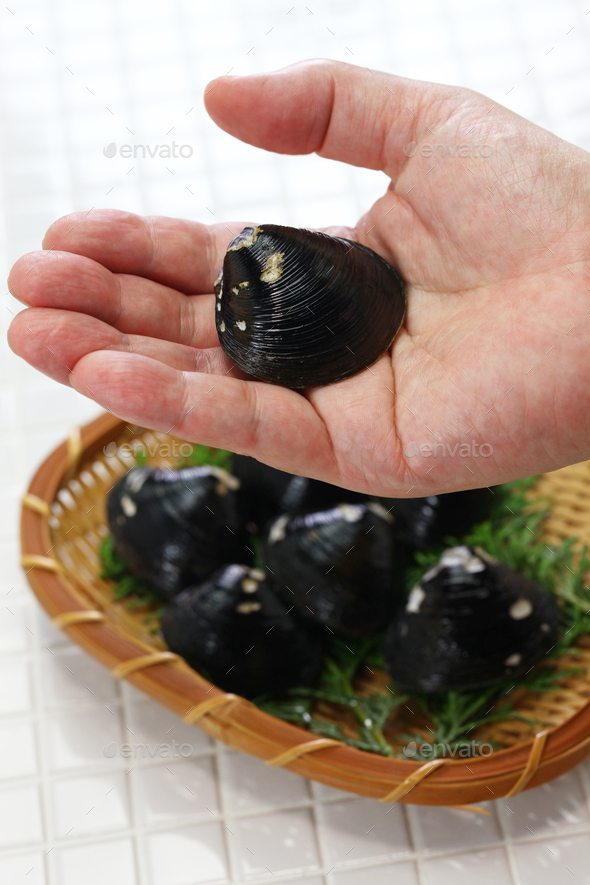 big size japanese basket clams on hand, food ingrediets Stock Photo by