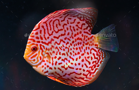 Closeup of a checkerboard red tropical Symphysodon discus fish - Stock Photo - Images