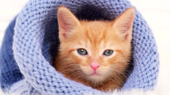 Small orange kitten is sweetly basking and looking at the camera in a knitted blue hat