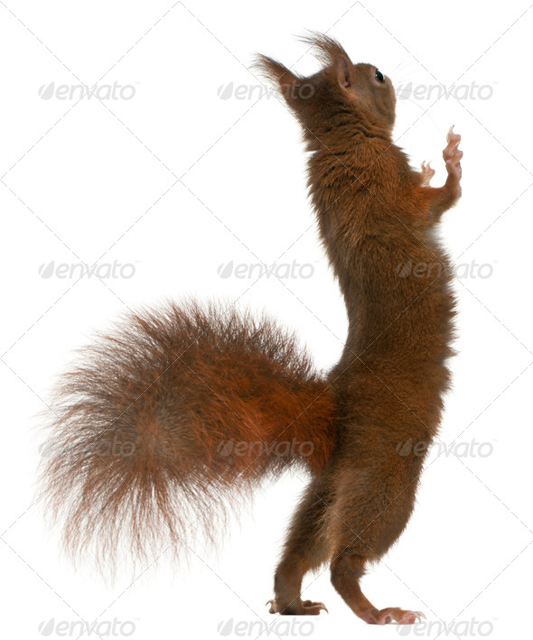 Eurasian red squirrel on hind legs, Sciurus vulgaris, 4 years old, in front of white background - Stock Photo - Images