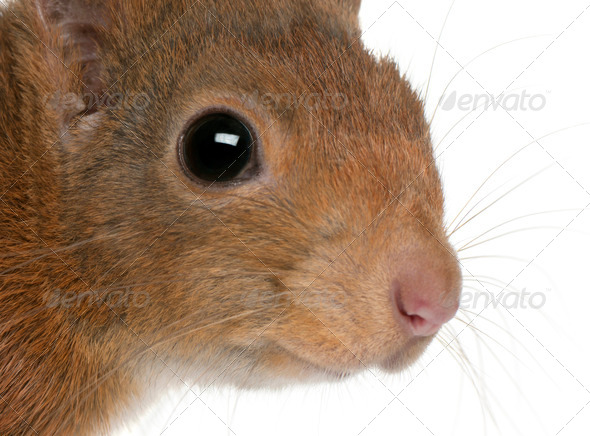 Close-up of Eurasian red squirrel, Sciurus vulgaris, 4 years old, in front of white background - Stock Photo - Images