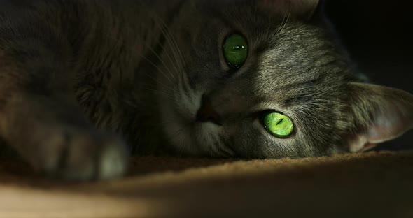 Close Portrait Shot of a Cat Lying in the Dark with a Stripe of Light on Its Face alt