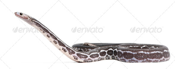 Scaleless Corn Snake, Pantherophis Guttatus, in front of white background - Stock Photo - Images
