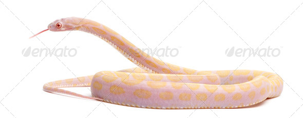 Scaleless Corn Snake, Pantherophis Guttatus, in front of white background - Stock Photo - Images