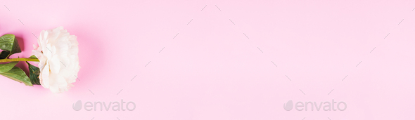 White peony on pink background. Flat lay