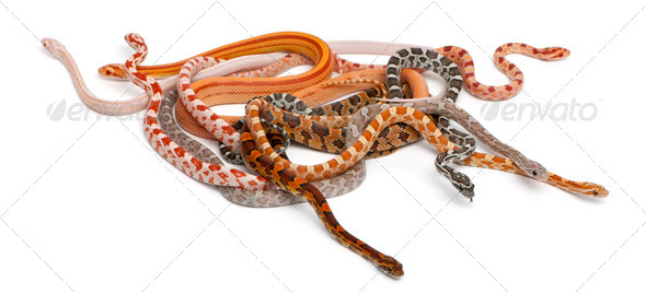 Scaleless Corn Snakes, Pantherophis Guttatus, in front of white ... Scaleless Corn Snake Price